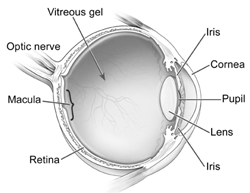 sdcb-diabetic-retinopathy-diagram